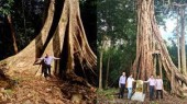 Khám phá sự hùng vĩ của cây di sản ở Vườn Quốc gia Bù Gia Mập