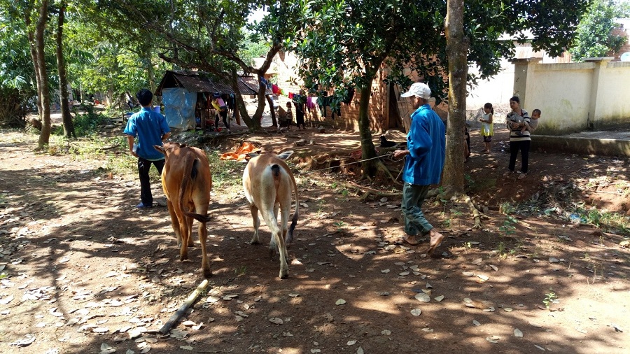 Bù Gia Mập tổ chức cấp bò giống cho đồng bào dân tộc thiểu số nghèo.
