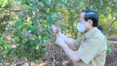 Những lưu ý khi chăm sóc cây điều giai đoạn ra hoa, đậu trái niên vụ 2022