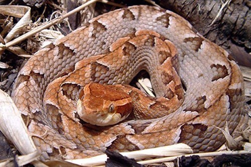Rắn chàm quạp là một trong những loại rắn cực độc ở Việt Nam