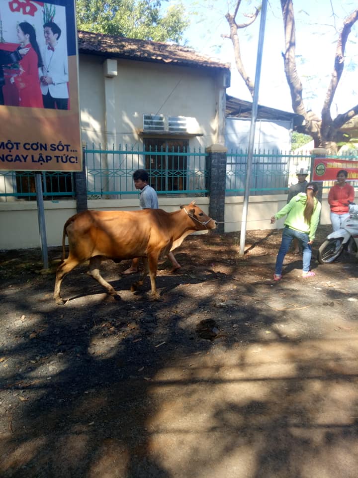 Hộ nghèo huyện Bù Gia Mập được nhận hỗ trợ bò giống
